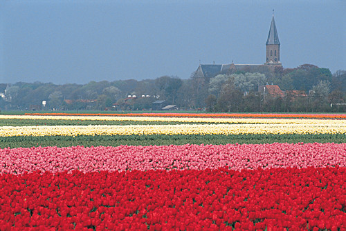 Spring Bulbfields, Holland